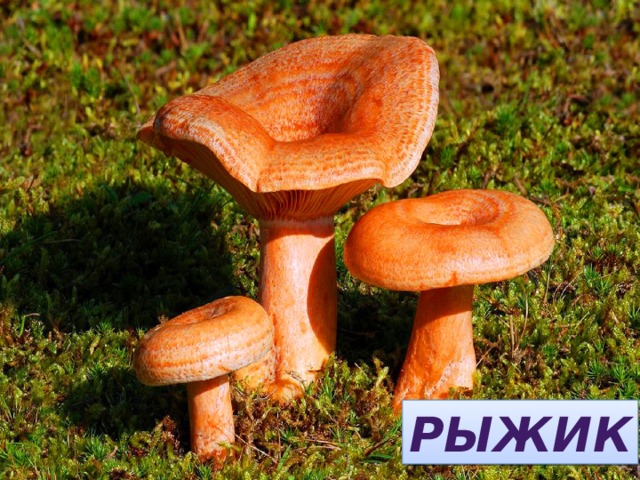 КИРЫЖ РЫЖИК 