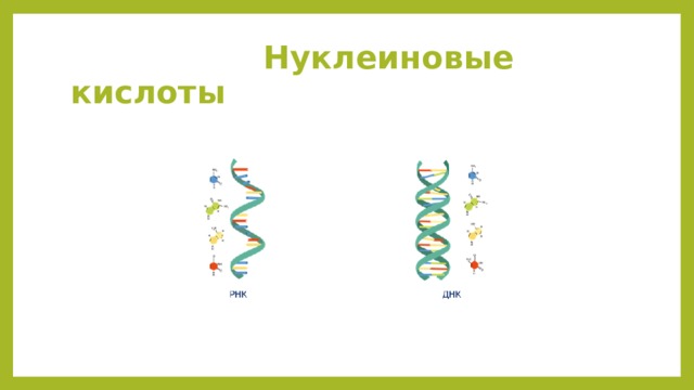  Нуклеиновые кислоты 