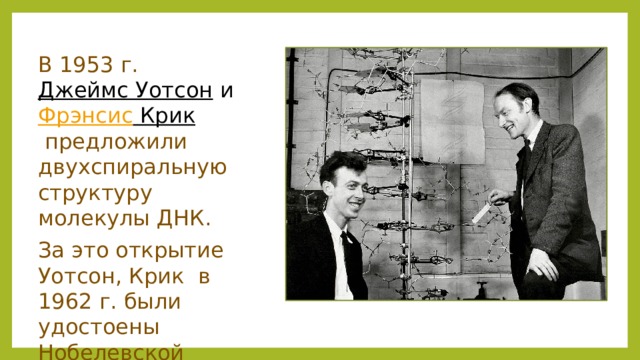 В 1953 г.  Джеймс Уотсон  и  Фрэнсис Крик   предложили двухспиральную структуру молекулы ДНК. За это открытие Уотсон, Крик в 1962 г. были удостоены Нобелевской премии .   