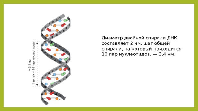 Диаметр двойной спирали ДНК составляет 2 нм, шаг общей спирали, на который приходится 10 пар нуклеотидов, — 3,4 нм. 