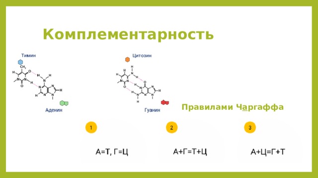  Комплементарность Правилами Ч а ргаффа 