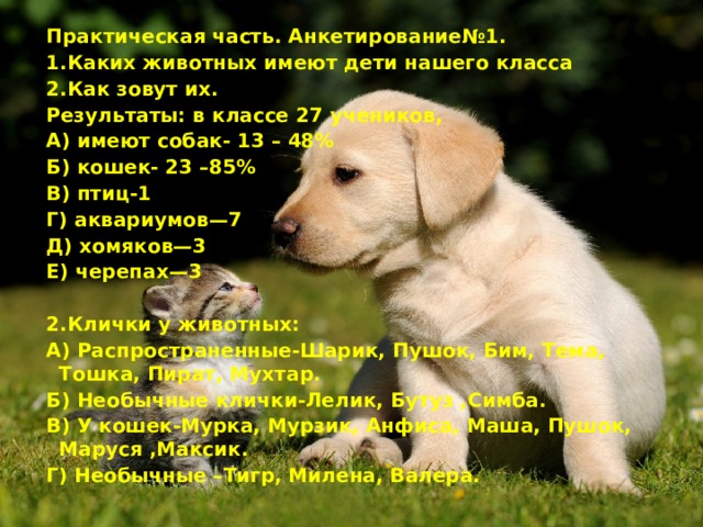 Практическая часть. Анкетирование№1. 1.Каких животных имеют дети нашего класса 2.Как зовут их. Результаты: в классе 27 учеников, А) имеют собак- 13 – 48% Б) кошек- 23 –85% В) птиц-1 Г) аквариумов—7 Д) хомяков—3 Е) черепах—3   2.Клички у животных: А) Распространенные-Шарик, Пушок, Бим, Тема, Тошка, Пират, Мухтар. Б) Необычные клички-Лелик, Бутуз ,Симба. В) У кошек-Мурка, Мурзик, Анфиса, Маша, Пушок, Маруся ,Максик. Г) Необычные –Тигр, Милена, Валера. 