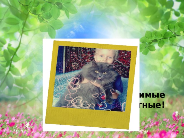 Мои любимые домашние животные! 