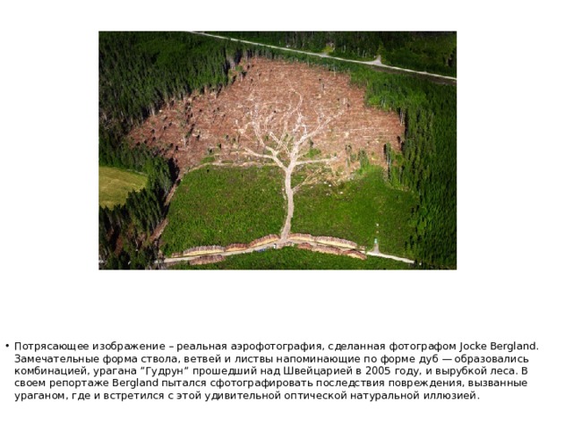 Потрясающее изображение – реальная аэрофотография, сделанная фотографом Jocke Bergland. Замечательные форма ствола, ветвей и листвы напоминающие по форме дуб — образовались комбинацией, урагана ”Гудрун” прошедший над Швейцарией в 2005 году, и вырубкой леса. В своем репортаже Bergland пытался сфотографировать последствия повреждения, вызванные ураганом, где и встретился с этой удивительной оптической натуральной иллюзией. 
