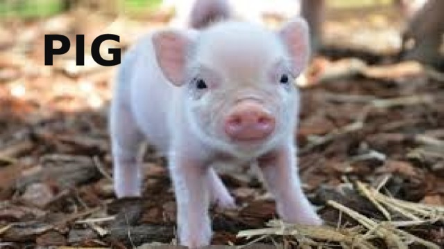 Pig 