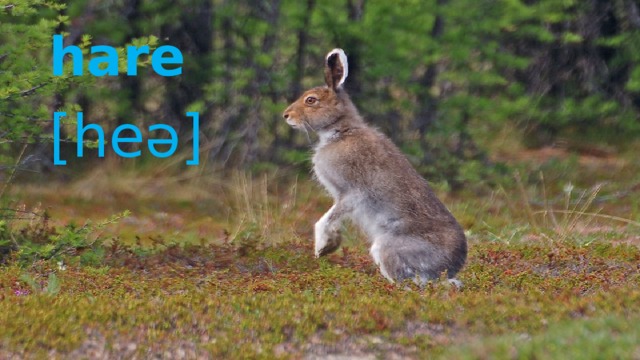 hare [heə] 