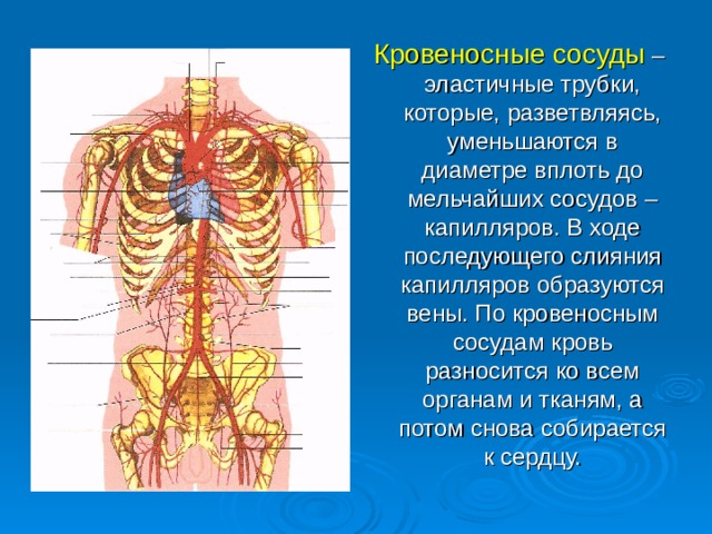 Кровеносные сосуды  – эластичные трубки, которые, разветвляясь, уменьшаются в диаметре вплоть до мельчайших сосудов – капилляров. В ходе последующего слияния капилляров образуются вены. По кровеносным сосудам кровь разносится ко всем органам и тканям, а потом снова собирается к сердцу. 