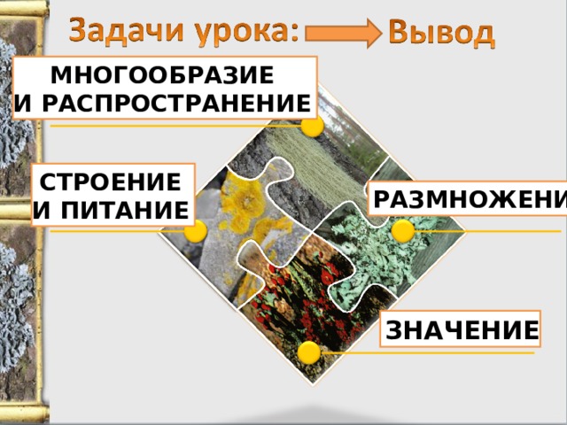 МНОГООБРАЗИЕ И РАСПРОСТРАНЕНИЕ СТРОЕНИЕ И ПИТАНИЕ РАЗМНОЖЕНИЕ ЗНАЧЕНИЕ 