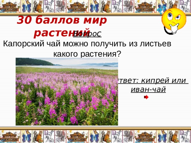 30 баллов мир растений Вопро с Капорский чай можно получить из листьев какого растения? Ответ: кипрей или иван-чай