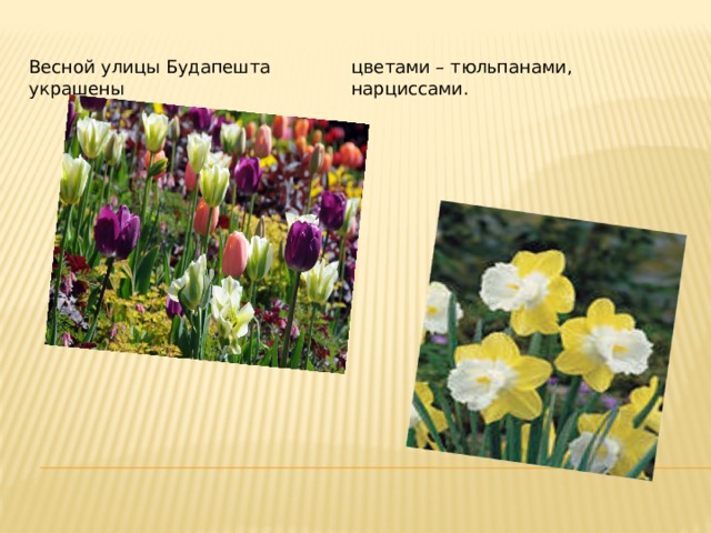 цветами – тюльпанами, нарциссами. Весной улицы Будапешта украшены 