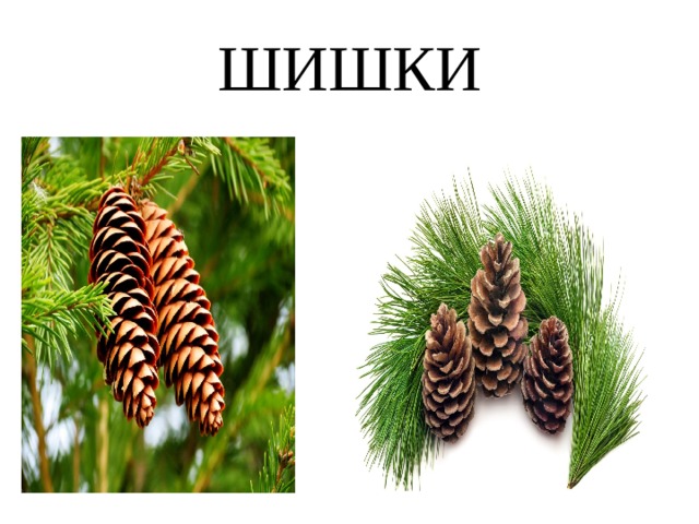 ШИШКИ 