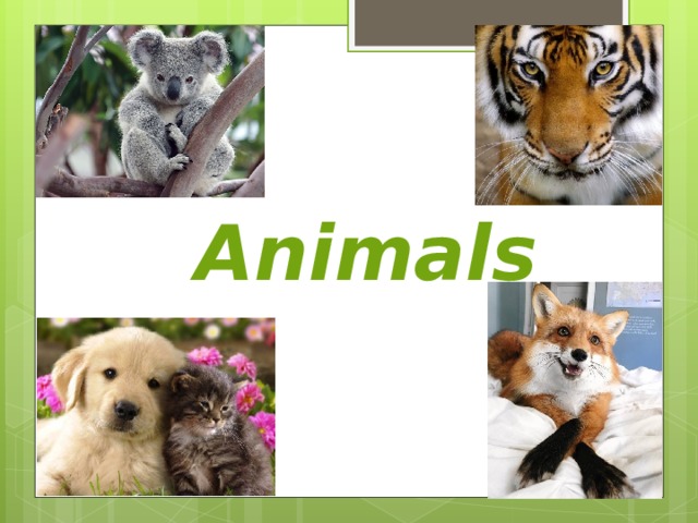 Animals 
