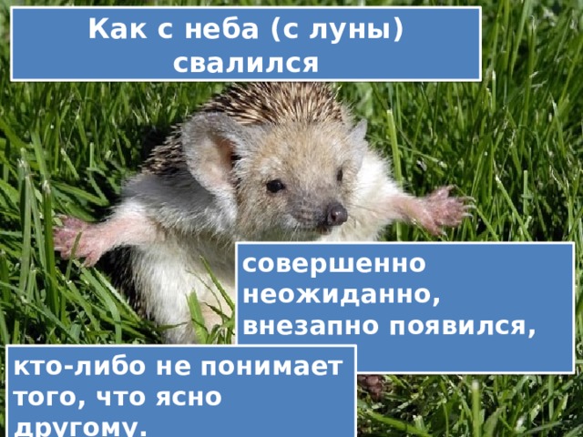 Как с неба (с луны) свалился совершенно неожиданно, внезапно появился, возник кто-либо не понимает того, что ясно другому. 