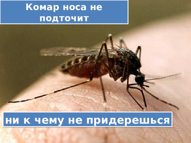 Комар носа не подточит ни к чему не придерешься 
