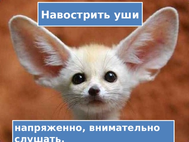 Навострить уши напряженно, внимательно слушать. 