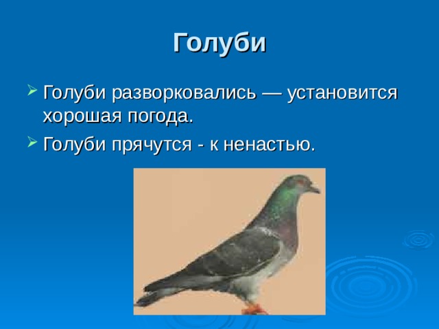 Голуби Голуби разворковались — установится хорошая погода. Голуби прячутся - к ненастью.  
