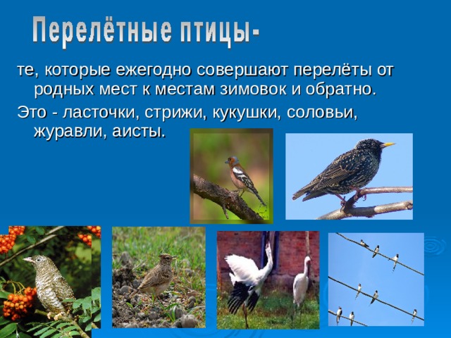 те, которые ежегодно совершают перелёты от родных мест к местам зимовок и обратно. Это - ласточки, стрижи, кукушки, соловьи, журавли, аисты.  