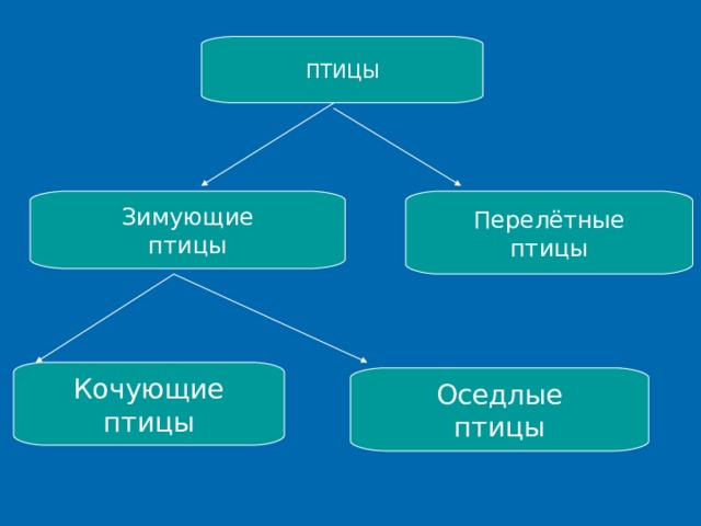 ПТИЦЫ Зимующие птицы Перелётные птицы Кочующие птицы Оседлые птицы  