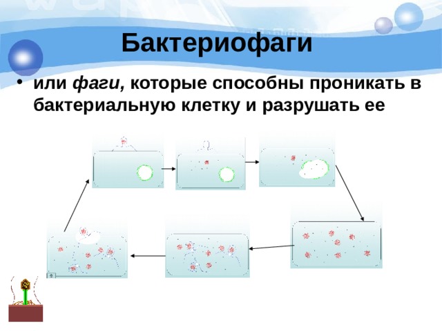 Бактериофаги или фаги, которые способны проникать в бактериальную клетку и разрушать ее  