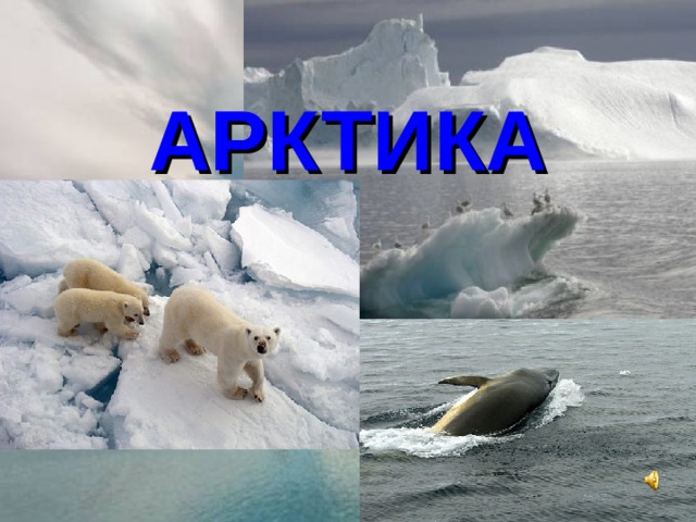 АРКТИКА   