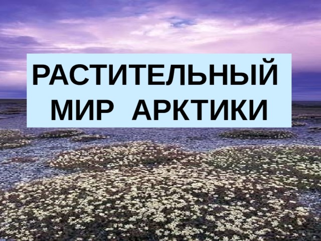 РАСТИТЕЛЬНЫЙ МИР АРКТИКИ 