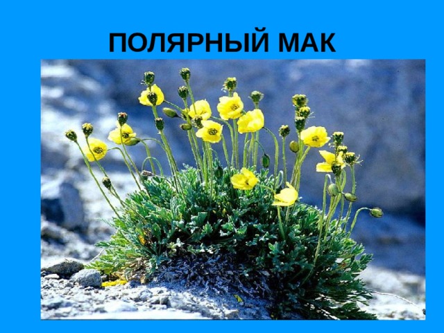 ПОЛЯРНЫЙ МАК 