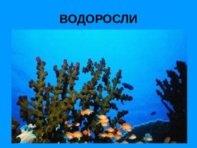 ВОДОРОСЛИ 