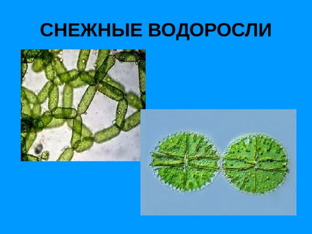 СНЕЖНЫЕ ВОДОРОСЛИ 