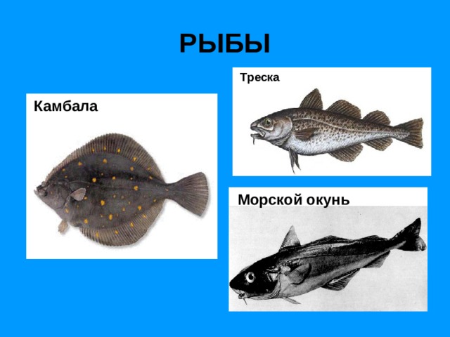 РЫБЫ  Треска  Камбала  Морской окунь 