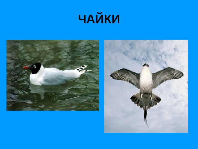 ЧАЙКИ 