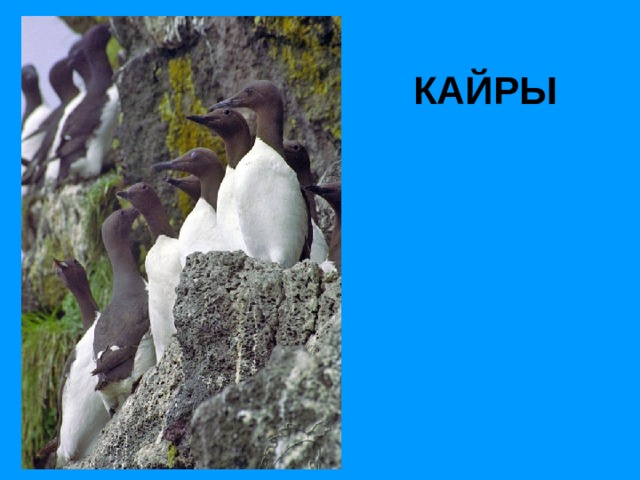 КАЙРЫ 