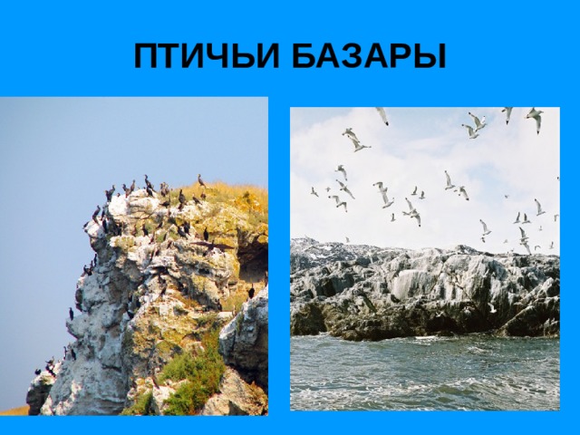 ПТИЧЬИ БАЗАРЫ 