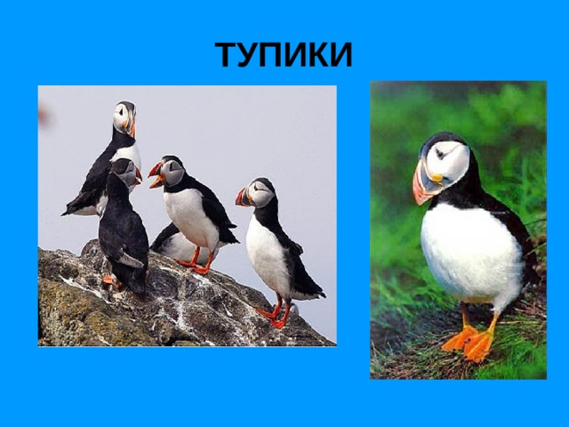 ТУПИКИ 