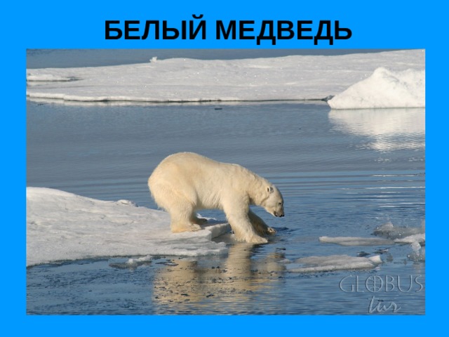 БЕЛЫЙ МЕДВЕДЬ 