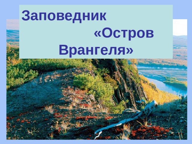Заповедник «Остров Врангеля» 