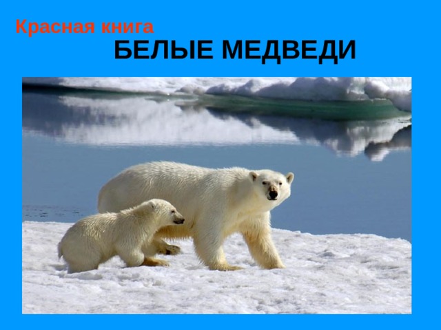 Красная книга БЕЛЫЕ МЕДВЕДИ 