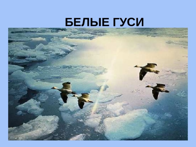 БЕЛЫЕ ГУСИ 