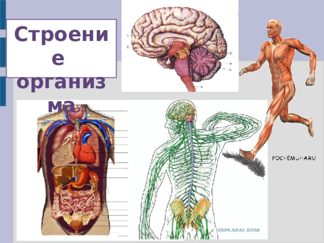 Строение  организма 