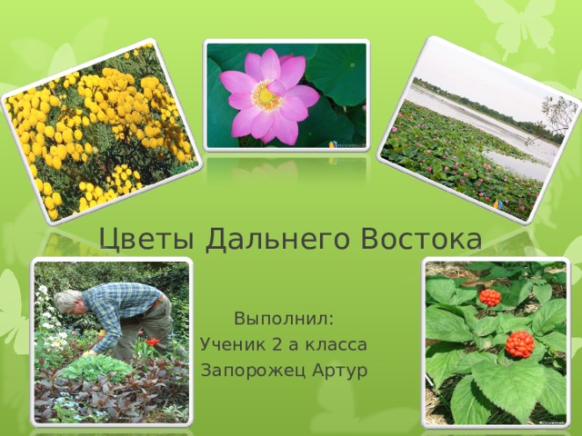 Цветы Дальнего Востока Выполнил: Ученик 2 а класса Запорожец Артур 