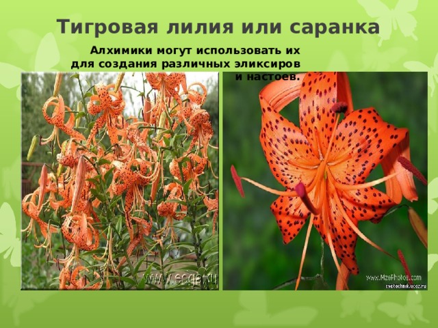 Тигровая лилия или саранка Алхимики могут использовать их для создания различных эликсиров и настоев. 