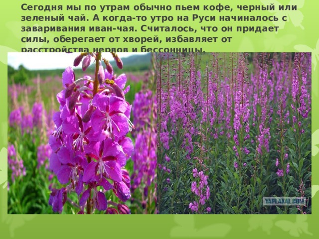 Сегодня мы по утрам обычно пьем кофе, черный или зеленый чай. А когда-то утро на Руси начиналось с заваривания иван-чая. Считалось, что он придает силы, оберегает от хворей, избавляет от расстройства нервов и бессонницы. 