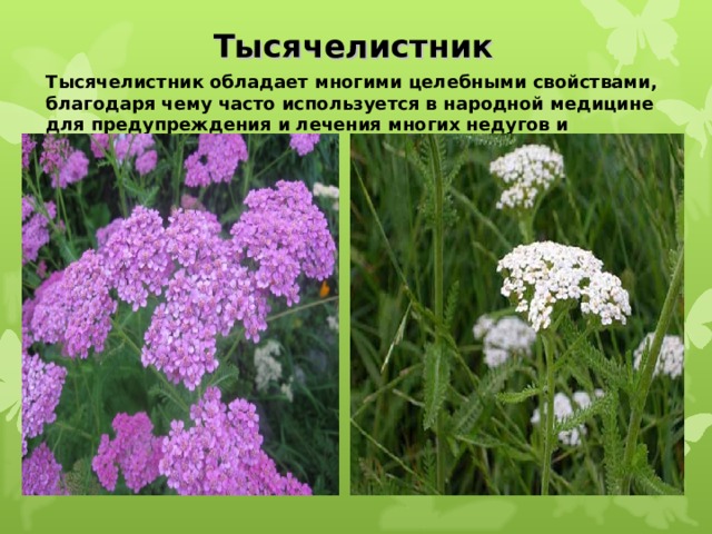 Тысячелистник Тысячелистник обладает многими целебными свойствами, благодаря чему часто используется в народной медицине для предупреждения и лечения многих недугов и заболеваний 
