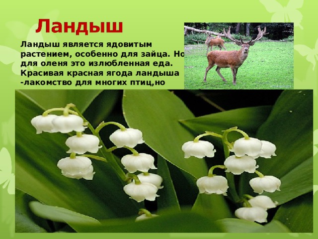 Ландыш является ядовитым растением, особенно для зайца. Но для оленя это излюбленная еда. Красивая красная ягода ландыша -лакомство для многих птиц,но ядовита для человека. 