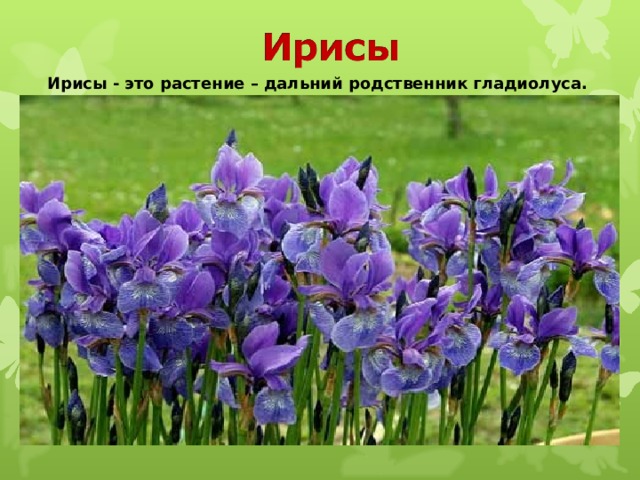 Ирисы - это растение – дальний родственник гладиолуса. 