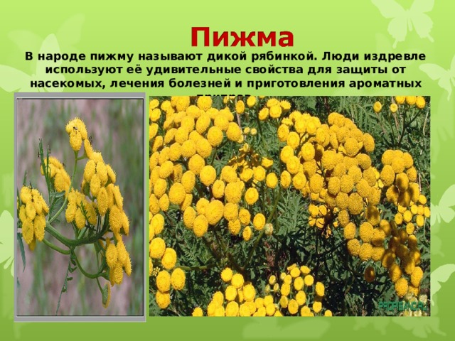 В народе пижму называют дикой рябинкой. Люди издревле используют её удивительные свойства для защиты от насекомых, лечения болезней и приготовления ароматных приправ. 