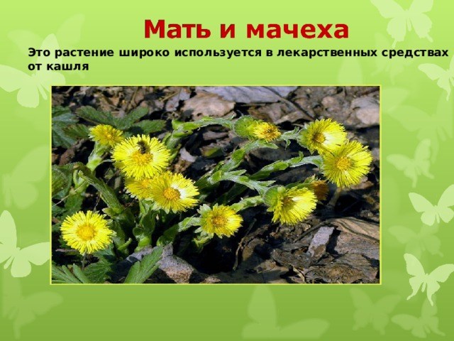 Это растение широко используется в лекарственных средствах от кашля 