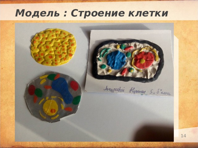 Модель : Строение клетки Текст слайда   
