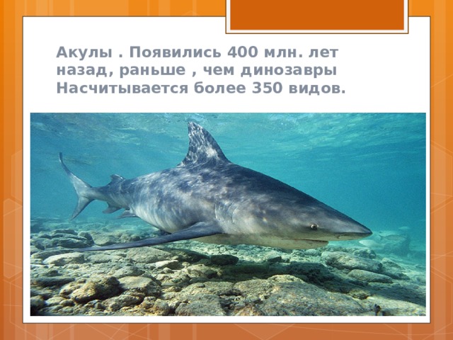 Акулы . Появились 400 млн. лет назад, раньше , чем динозавры Насчитывается более 350 видов. 