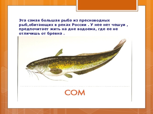 Эта самая большая рыба из пресноводных рыб,обитающих в реках России . У нее нет чешуи , предпочитает жить на дне водоема, где ее не отличишь от бревна . 