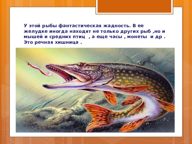 У этой рыбы фантастическая жадность. В ее желудке иногда находят не только других рыб ,но и мышей и средних птиц , а еще часы , монеты и др . Это речная хишница . 